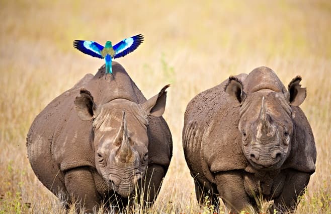 Ol Pejeta Conservancy Entry Fees