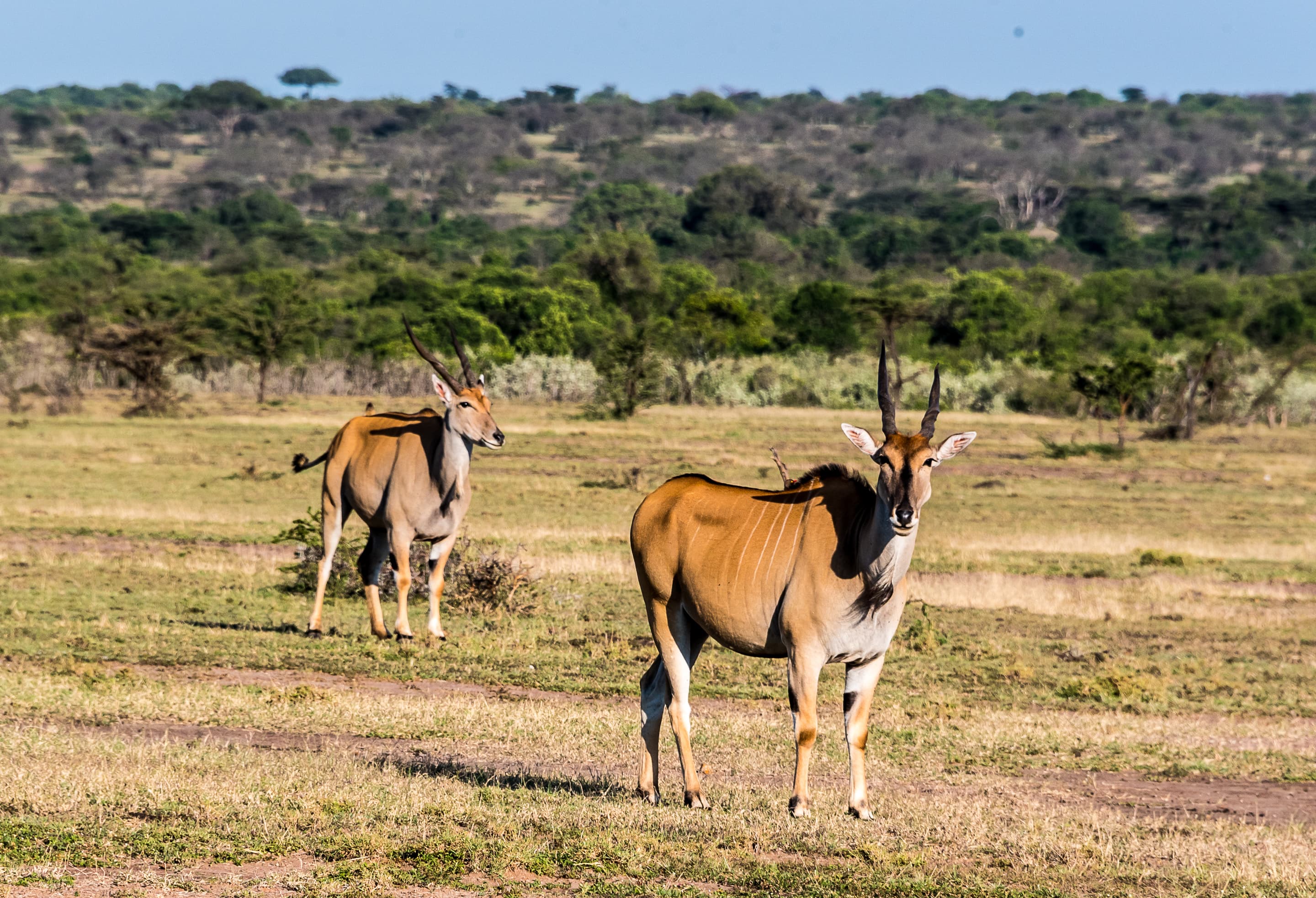 Two Nights Lerai Safari Camp