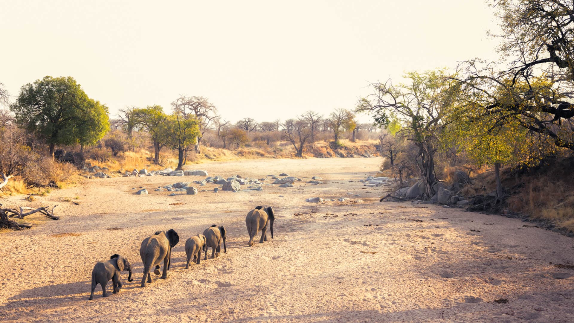 11 Day Southern Tanzanian Safari