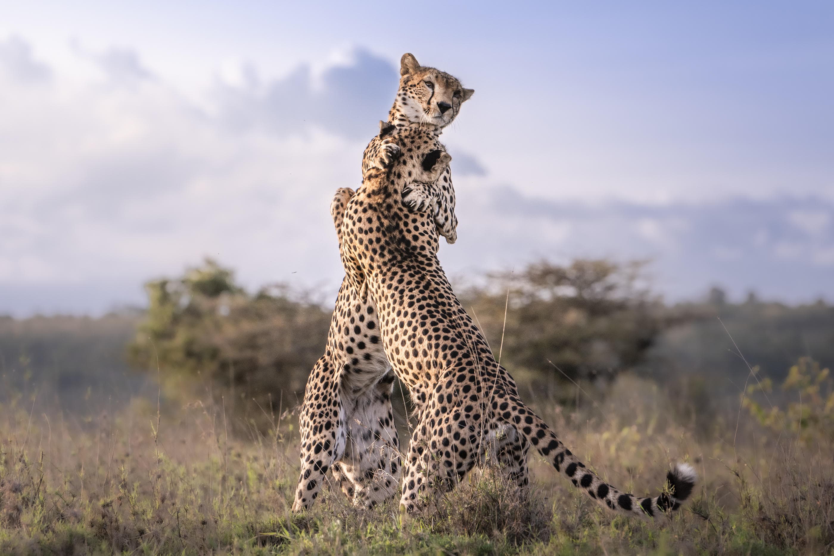 Book 5 Stay 7 Safari