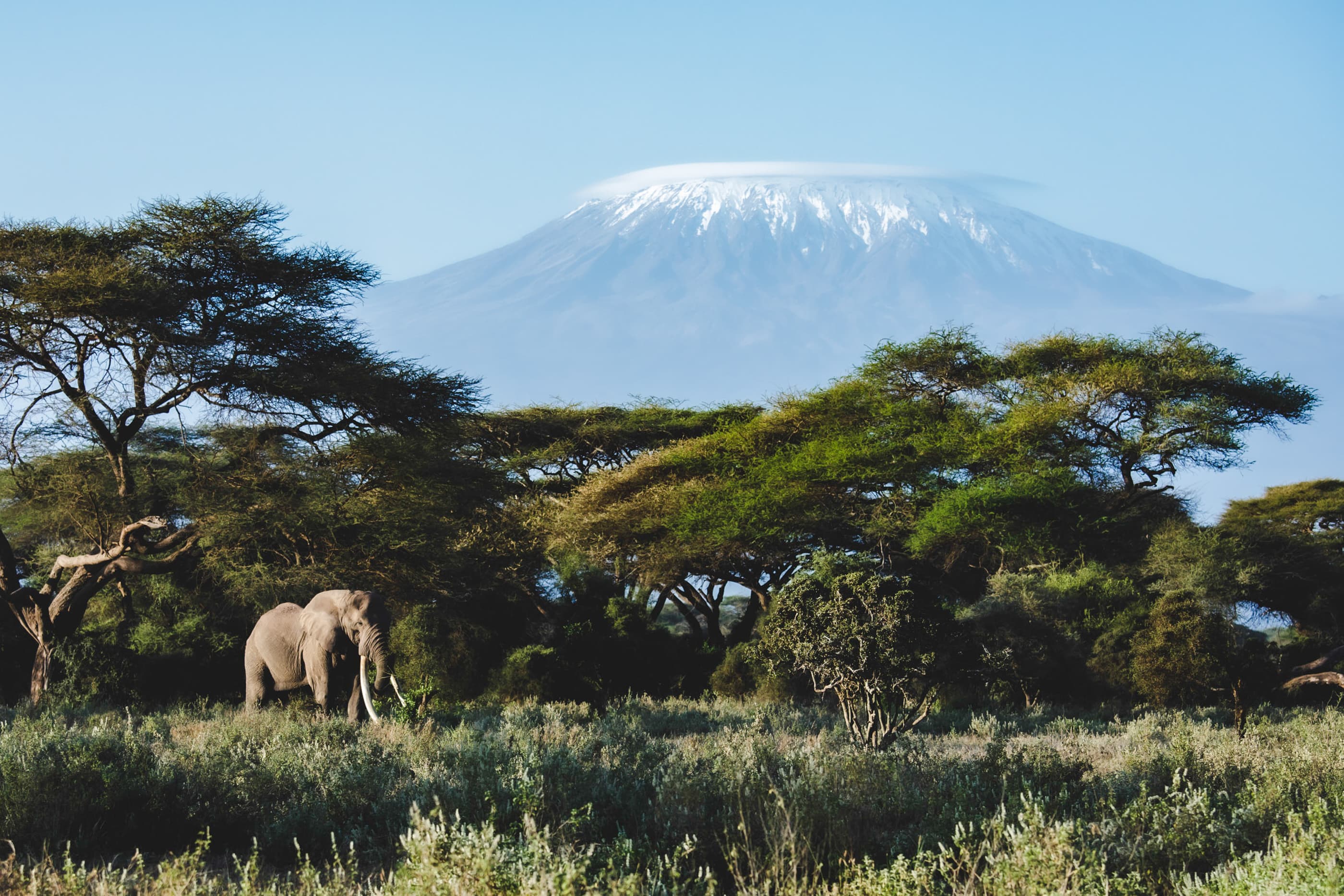 8 Day Safari Angama Mara and Angama Amboseli