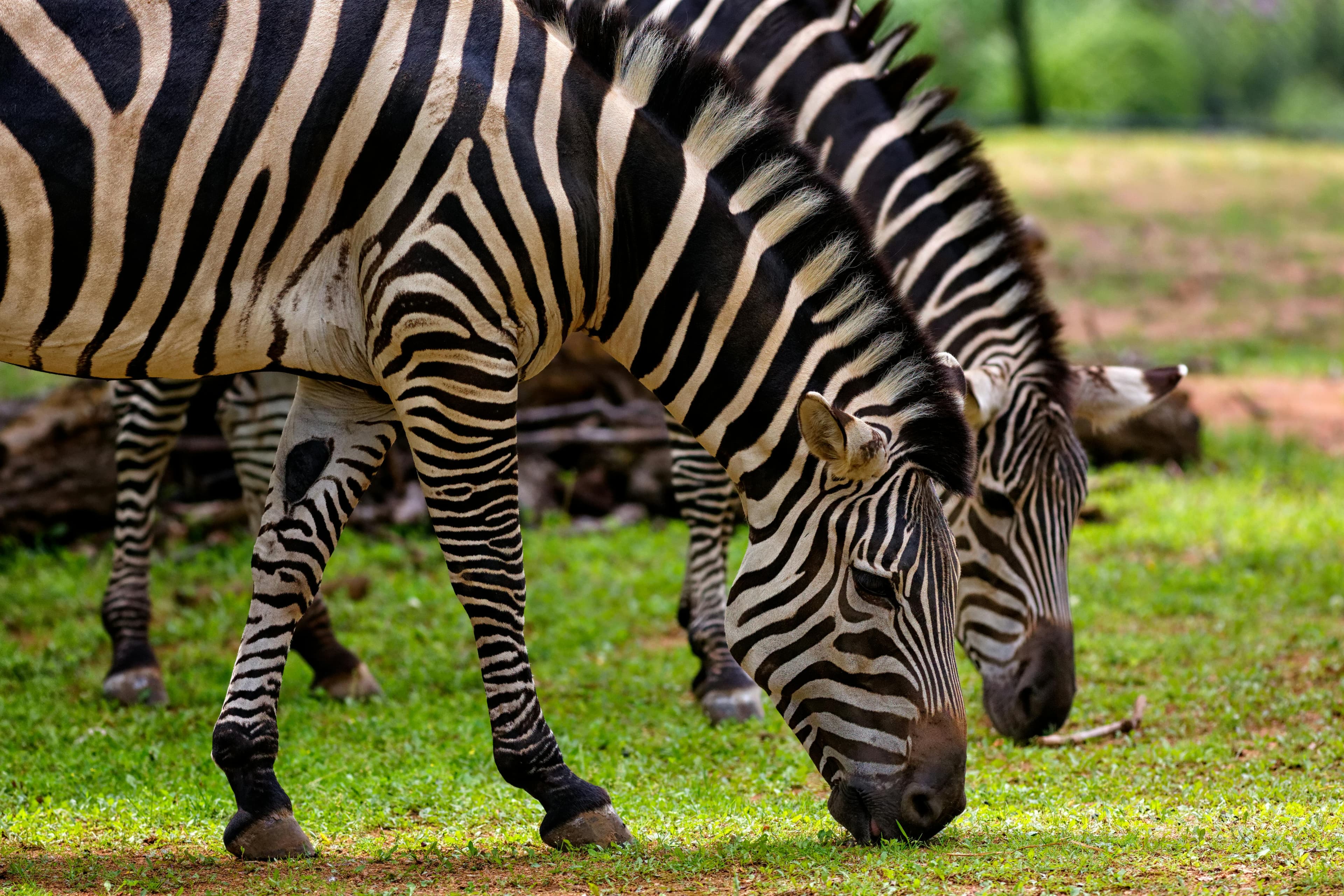 Top Activities To Do In Masai Mara
