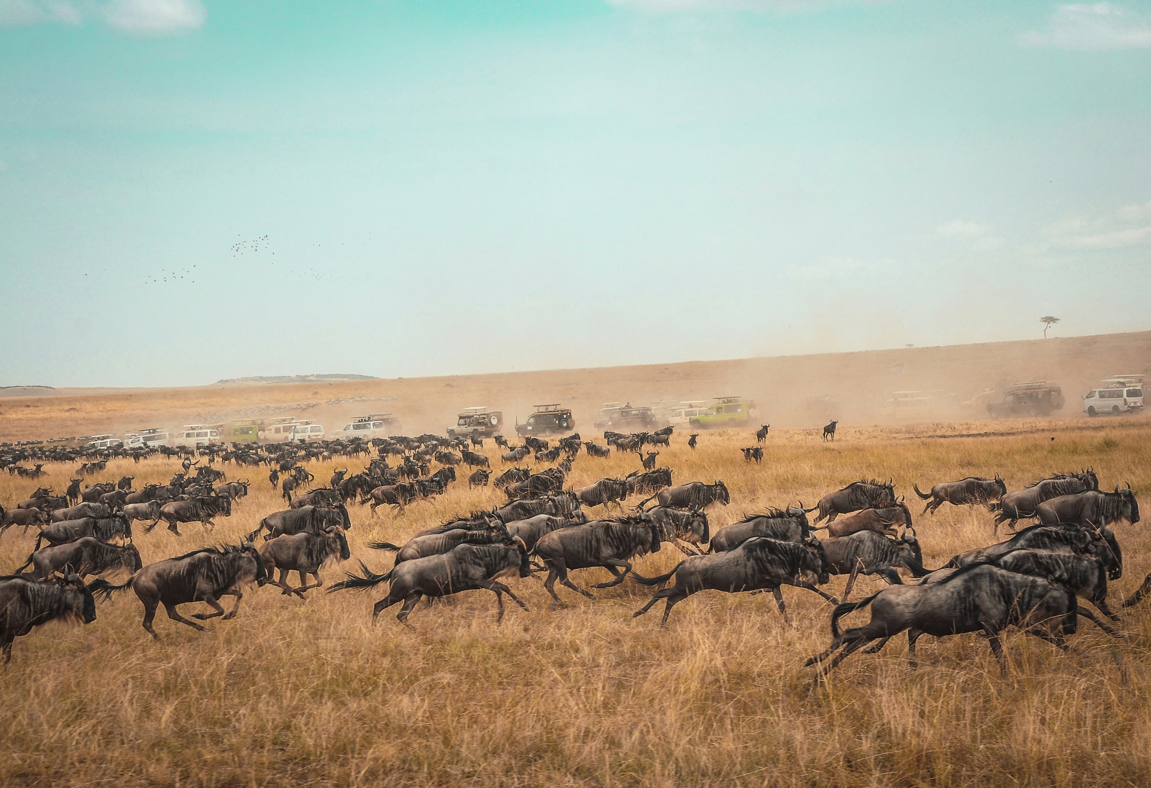 Best Lodges & Camps in Maasai Mara